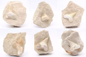 Otodus