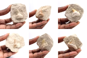 Otodus