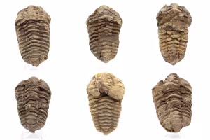 Trilobite