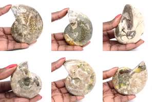Ammonites