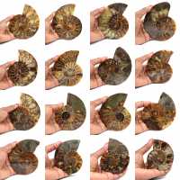 Ammonite fossilisée polie