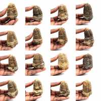 Trilobite fossile