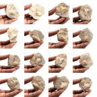 Dent fossile d’Otodus Dent fossile d’Otodus