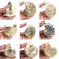 Spécimen d'Ammonite de Madagascar - Fossile Poli pour Collectionneur