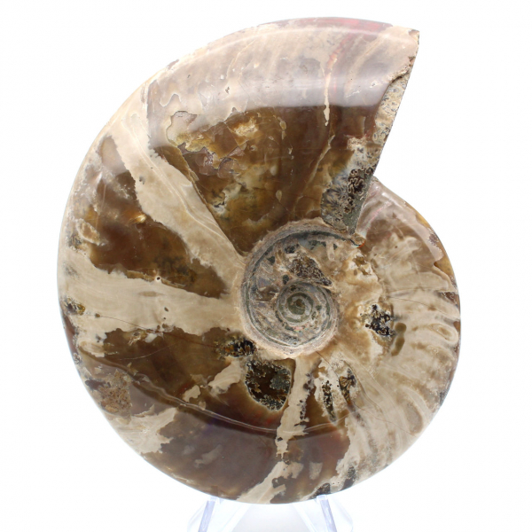 Ammonite entière de Madagascar