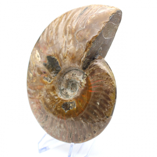 Fossile d'ammonite entière poli