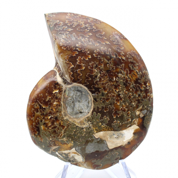 Ammonite entière sciée polie