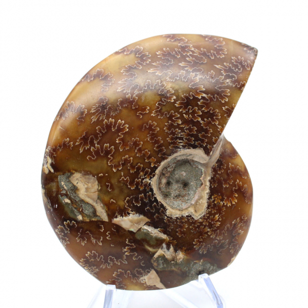 Ammonite entière sciée polie