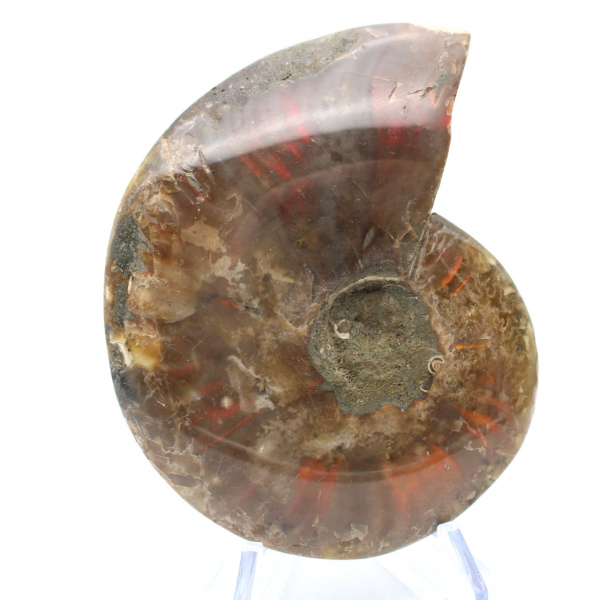 Ammonite une pièce