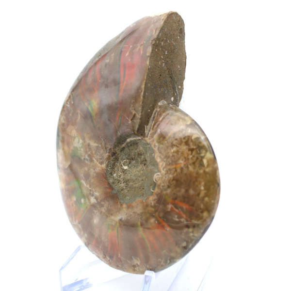 Ammonite une pièce