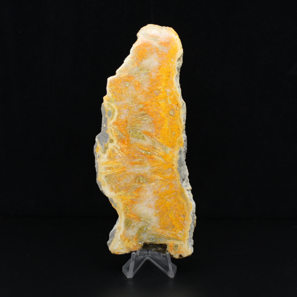 Plaque de Jaspe Bumblebee d'Indonésie