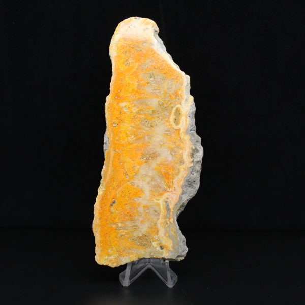 Plaque de Jaspe Bumblebee d'Indonésie