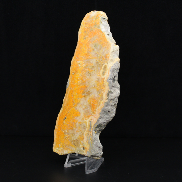 Plaque de Jaspe Bumblebee d'Indonésie