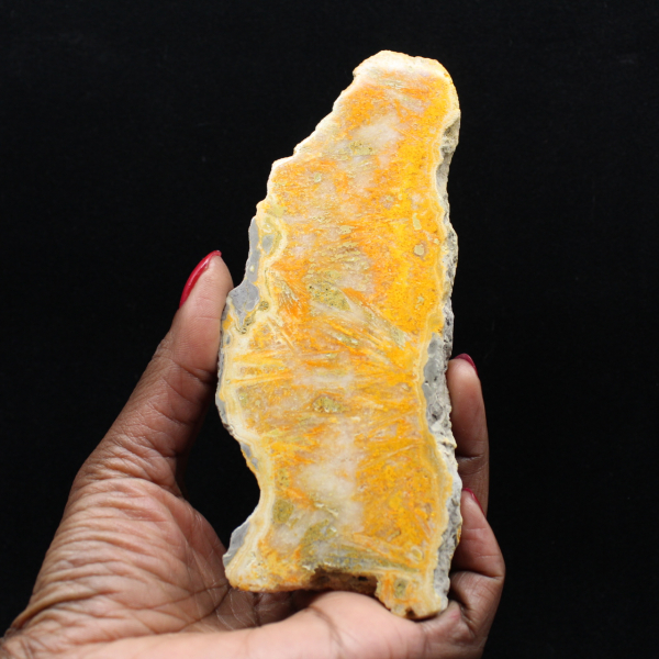 Plaque de Jaspe Bumblebee d'Indonésie