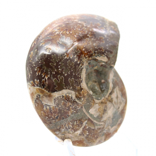 Petit Fossile d'Ammonite Polie de Madagascar - Authenticité Garantie