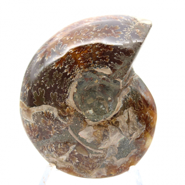 Petit Fossile d'Ammonite Polie de Madagascar - Authenticité Garantie