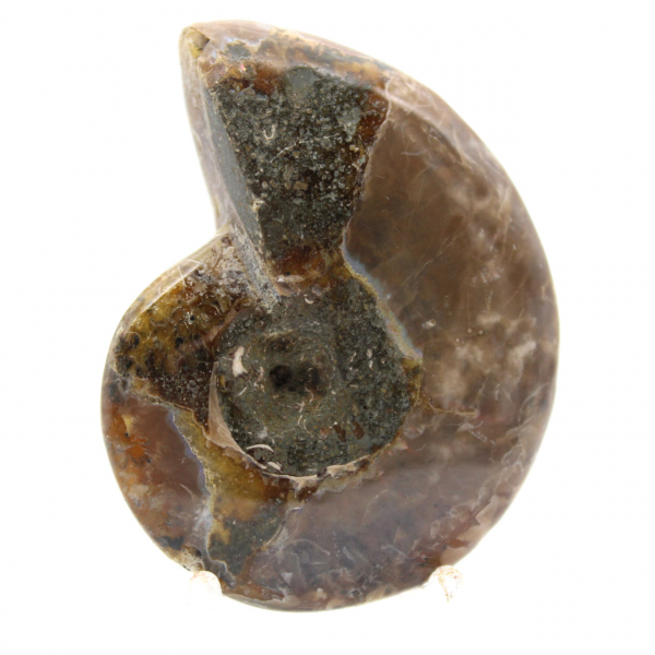 Ammonite Polie la plus Petite - Fossile de Madagascar (35g)