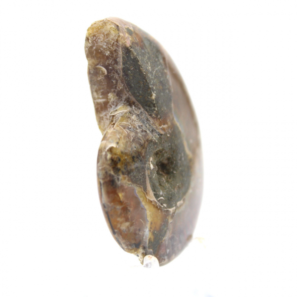 Ammonite Polie la plus Petite - Fossile de Madagascar (35g)