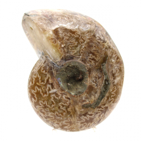 Ammonite Polie de Collection - Trésor Fossile de Madagascar (100g)