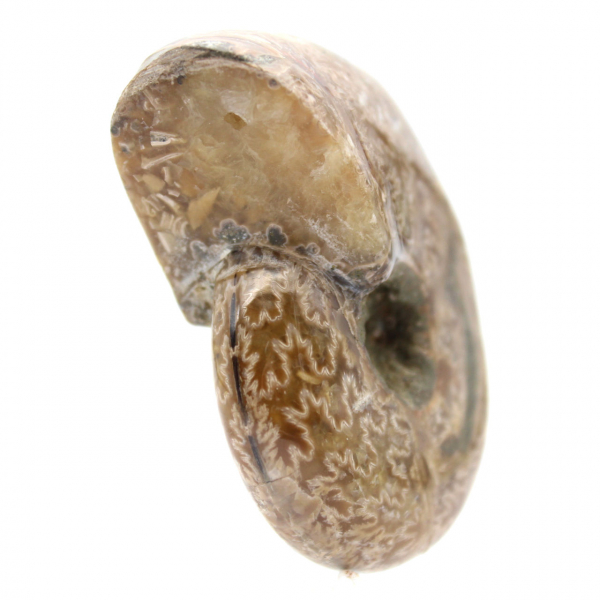 Ammonite Polie de Collection - Trésor Fossile de Madagascar (100g)
