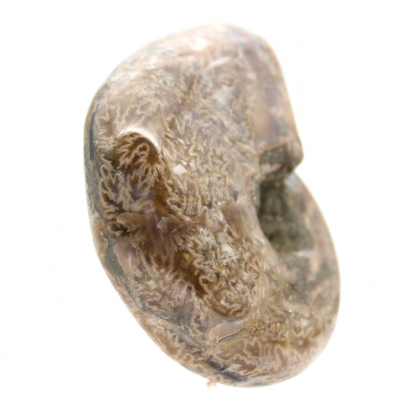 Ammonite Polie de Collection - Trésor Fossile de Madagascar (100g)