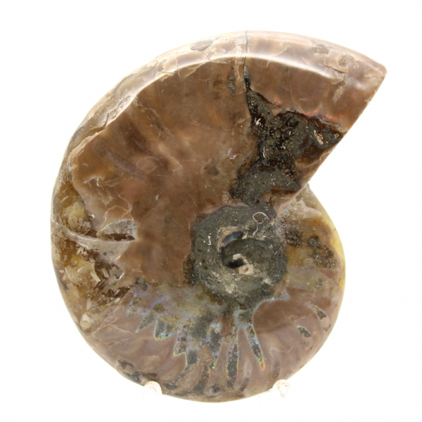 Petit Fossile d'Ammonite Polie - Spécimen Authentique de Madagascar