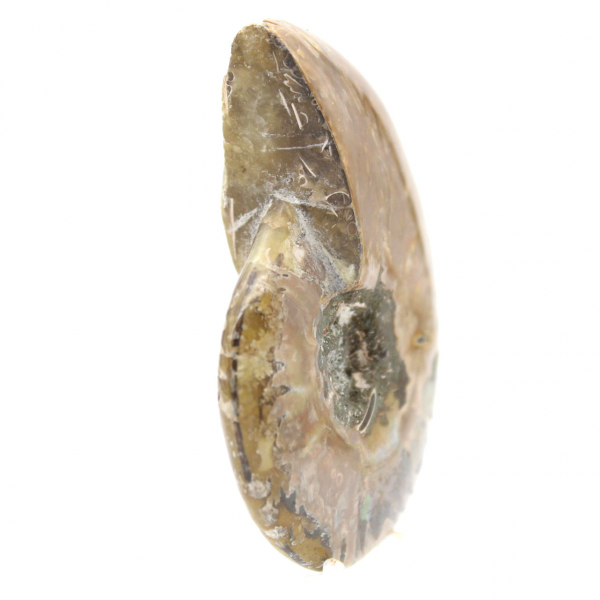 Ammonite Fossile Polie Étroite - Pierre d'Histoire de Madagascar