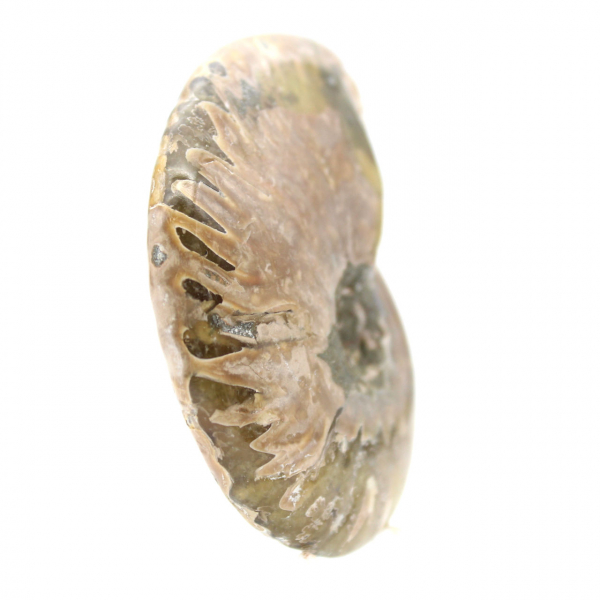 Ammonite Fossile Polie Étroite - Pierre d'Histoire de Madagascar
