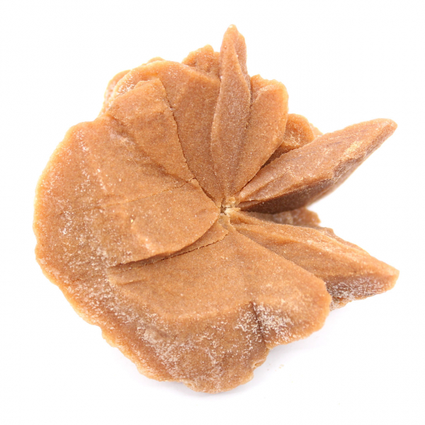 Grand cristal de Rose des sables : spécimen du Maroc