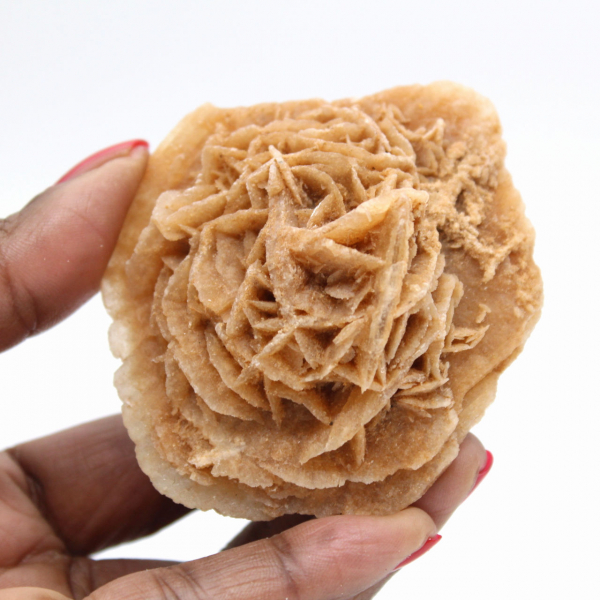 Rose des sables du Maroc : rosette de collection massive