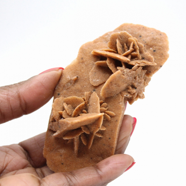 Rose des sables allongée du Maroc : spécimen géologique