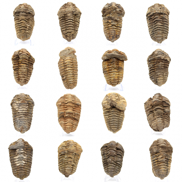 Fossile de trilobite Maroc