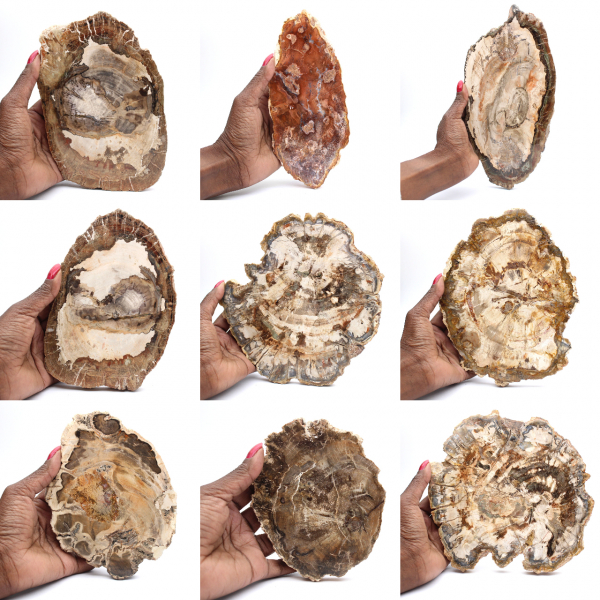 Tranche de bois pétrifié poli, petit ornement fossile, Madagascar