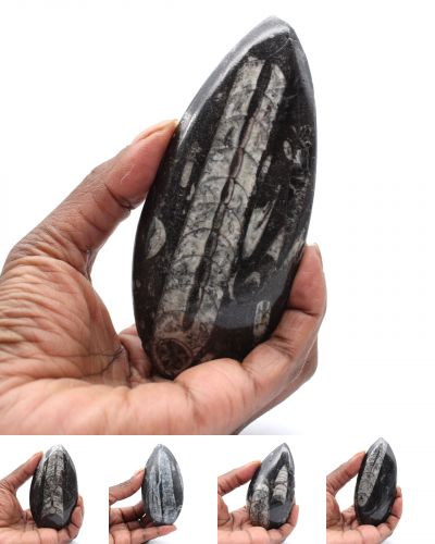 Orthocéras fossile Maroc collection juillet 2024