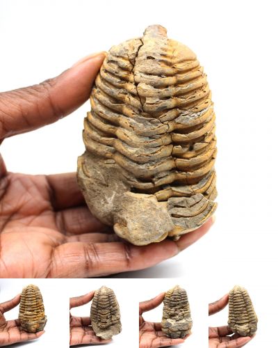 Trilobite calymène Maroc collection août 2025