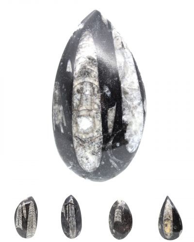 Orthocéras Maroc collection juillet 2025
