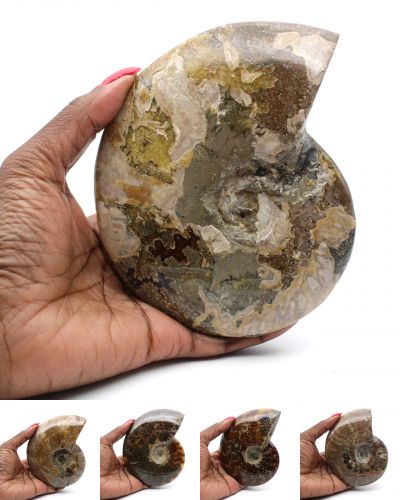 Ammonites entières Madagascar collection octobre 2024