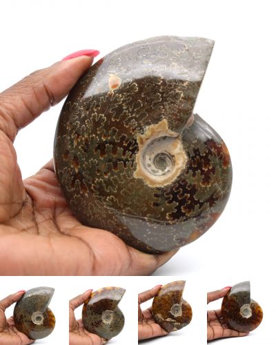 Ammonites entières Madagascar collection décembre 2024