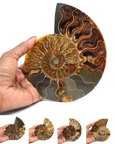 Ammonites sciées Madagascar collection décembre 2024