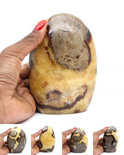 Septaria polis Madagascar collection mars 2025