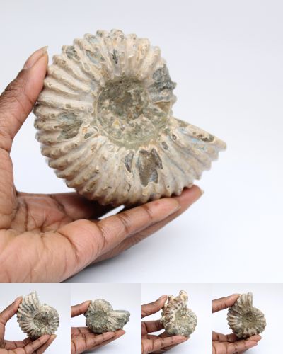 Ammonite Madagascar collection avril 2025