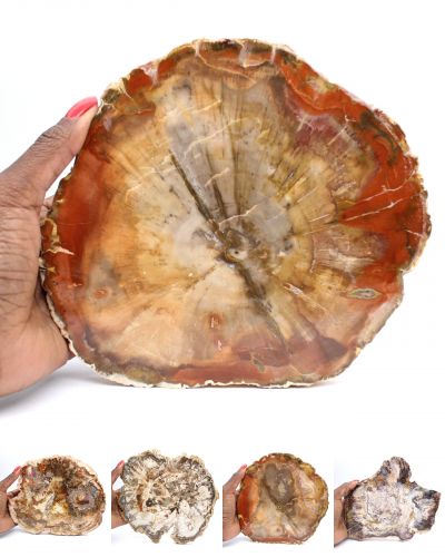 Bois fossile Madagascar collection janvier 2026