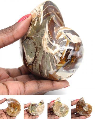 Ammonite entière Madagascar collection décembre 2025