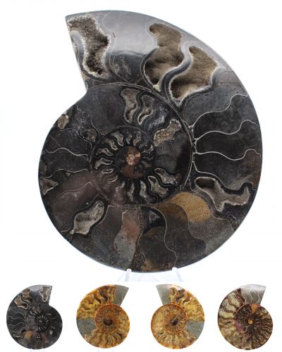 Grande ammonite Madagascar collection décembre 2025 Grande ammonite Madagascar collection décembre 2025