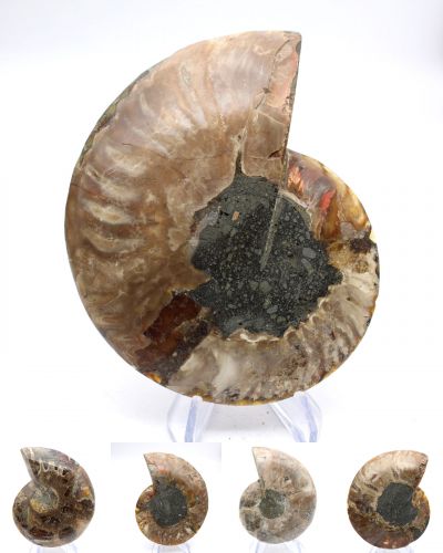 Ammonites Madagascar collection avril 2026