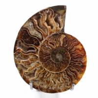 Ammonite sciée et polie une pièce
