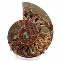 Ammonite sciée et polie une pièce