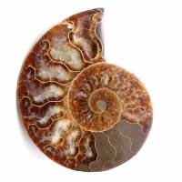 Fossile d'ammonite polie et sciée