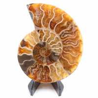 Fossile poli d'Ammonite