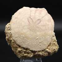 Scutella, oursin fossile